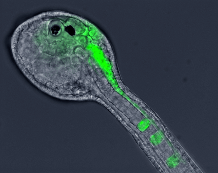Ascidian Phallusia mammillata embryo injected at the 16 cell stage in the A5.2 blastomere with an mRNA coding for MAP7 attached to GFP and fluorescing in green