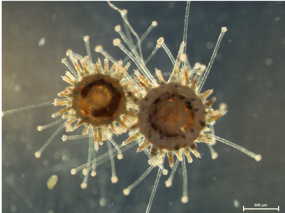 Picture of baby sea urchins