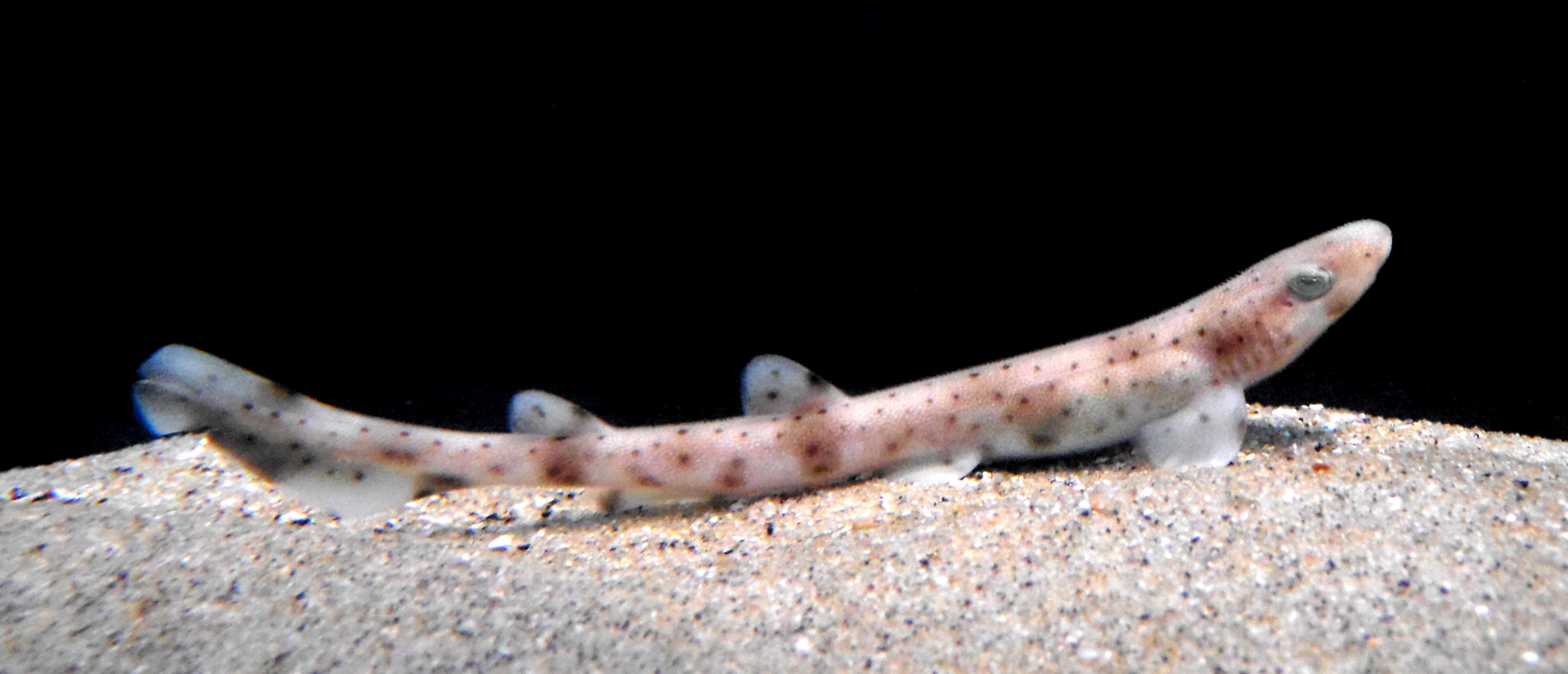 Picture of juvenile cat shark