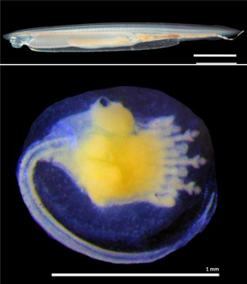 Lancelet and ascidian larvae