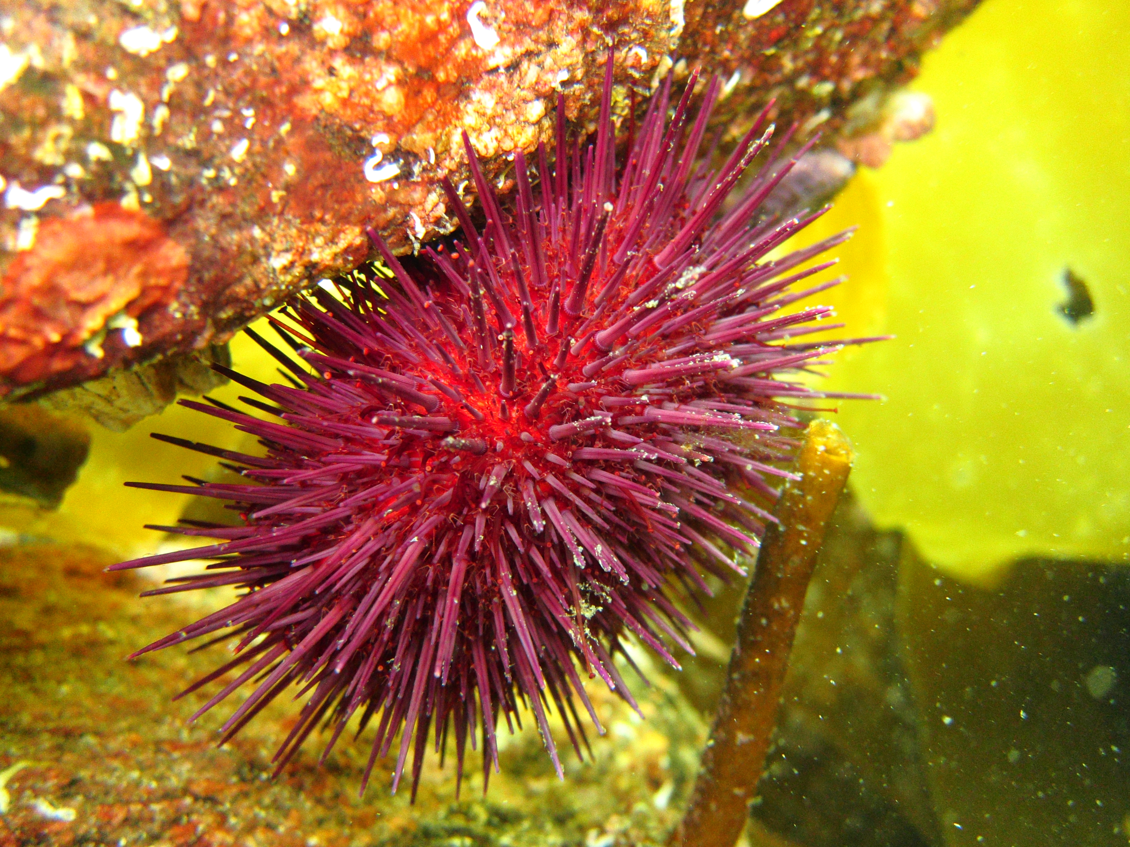 Picture of a sea urchin