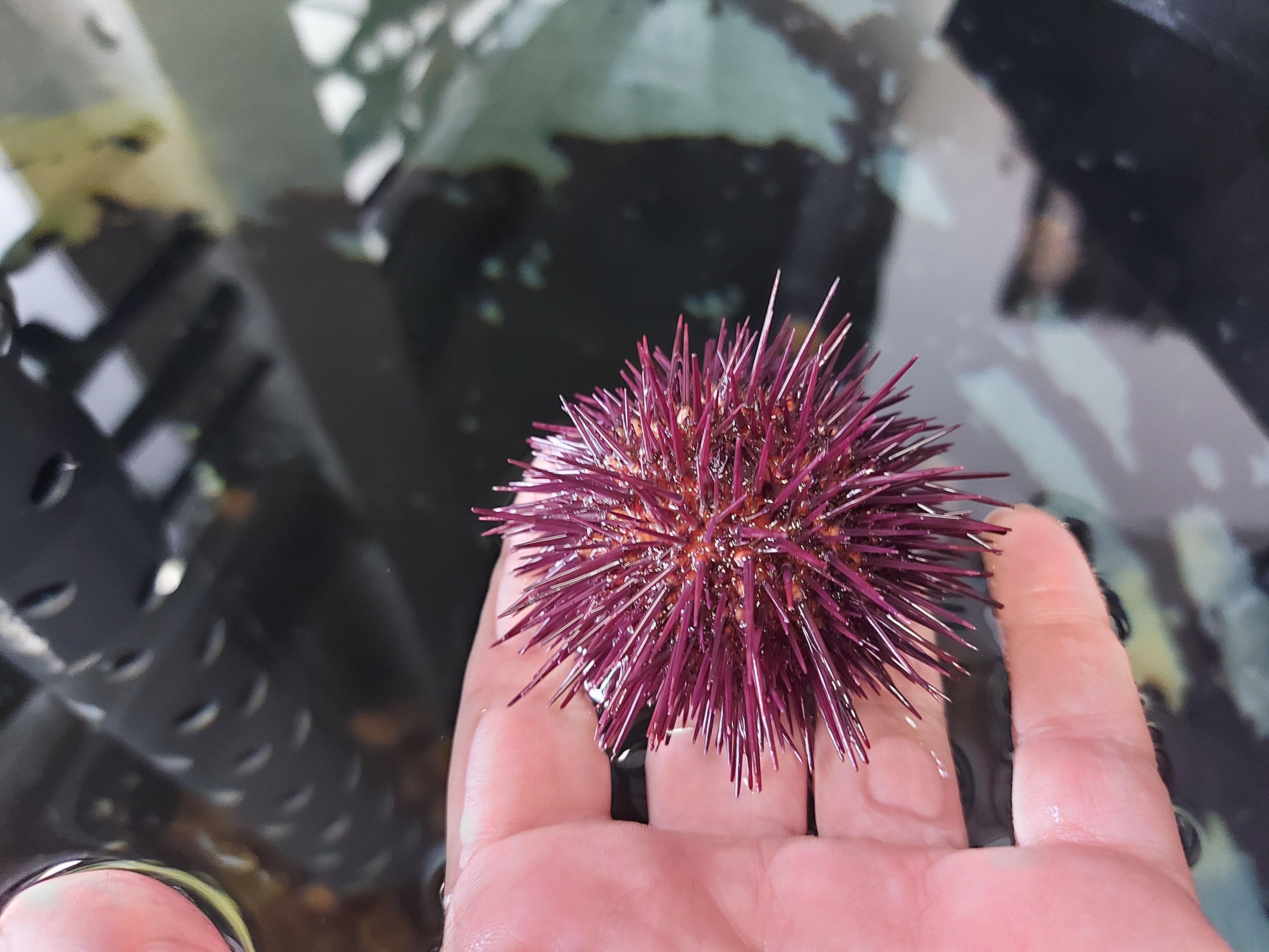 Picture of a purple sea urchin