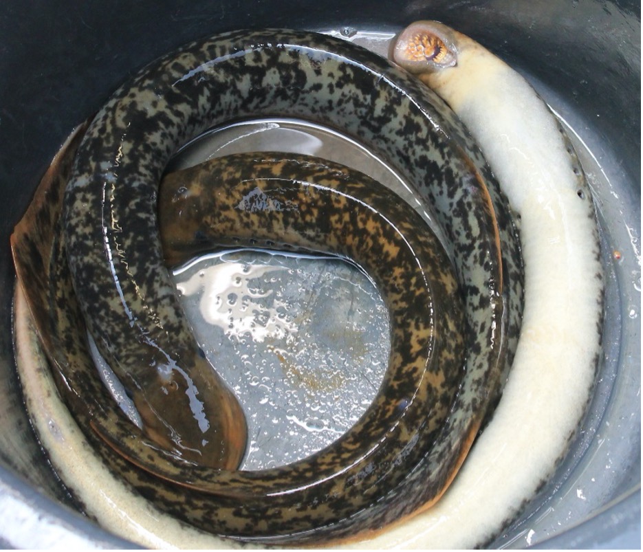 Picture of a sea lamprey