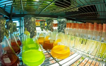 Image of Culture Collection of Algae and Protozoa (CCAP) at SAMS, UK