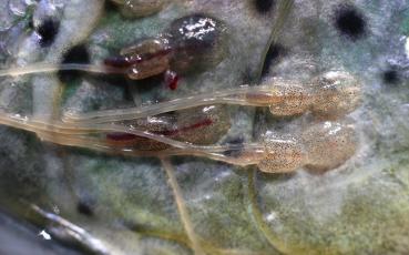 Picture of sea lice 