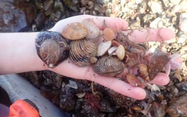 Image of shells in a hand
